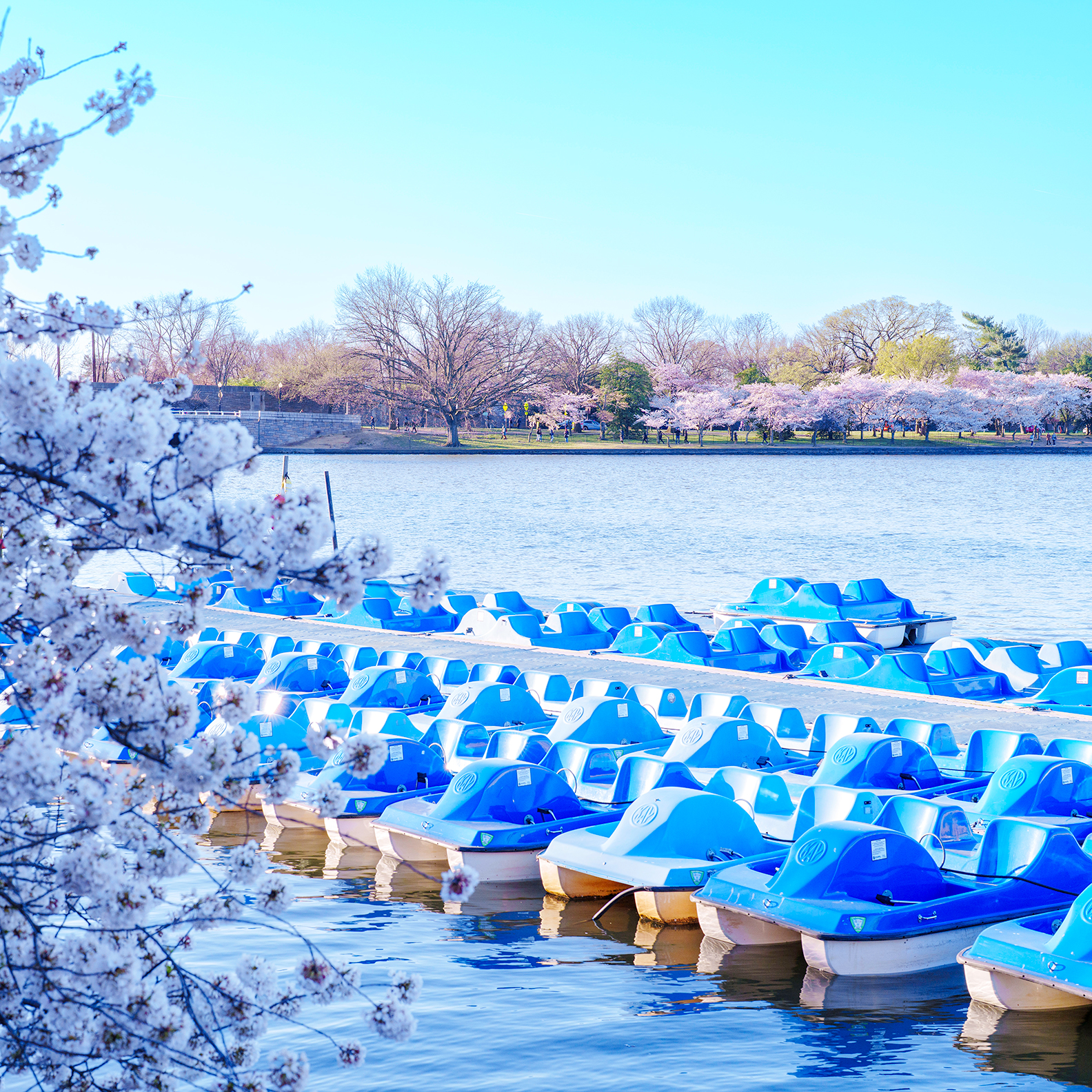 Paddleboats